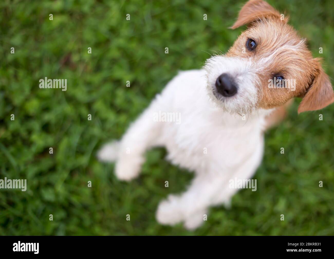 Cute hungry jack russell pet dog puppy begging in the grass Stock Photo