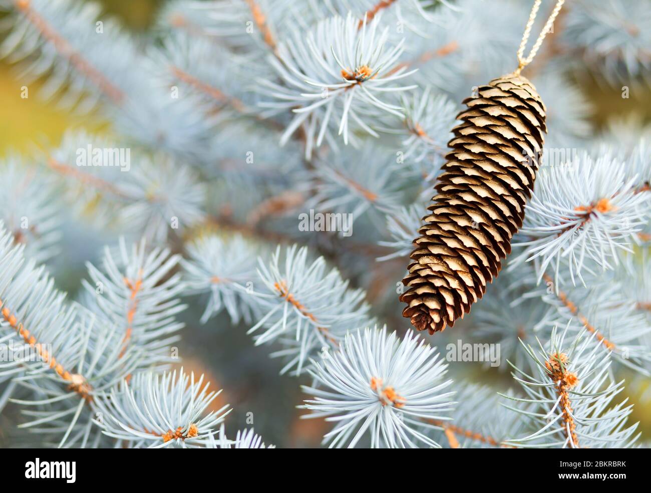 Blue christmas tree branch with gold decoration pine cone - greeting ...