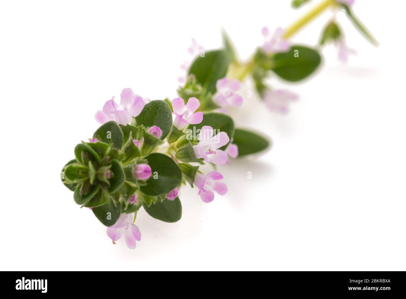 thyme with flowers isolated on white background Stock Photo