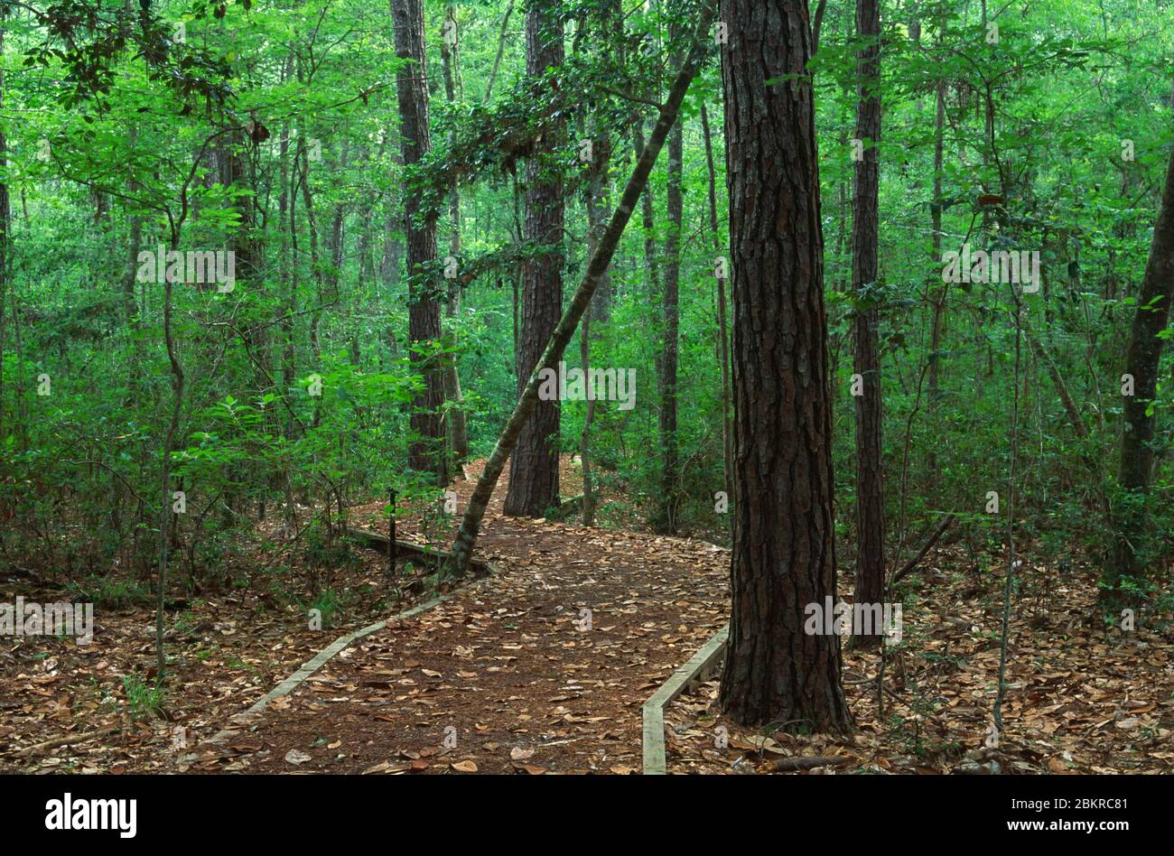 Kirby Trail, Big Thicket National Preserve, Texas Stock Photo