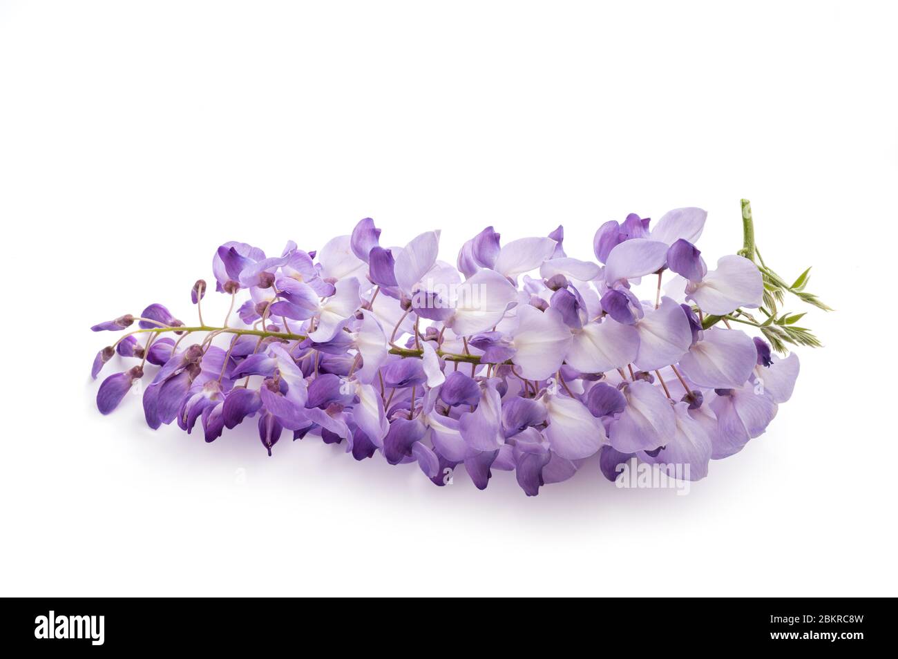 wisteria flowers isolated on white background Stock Photo