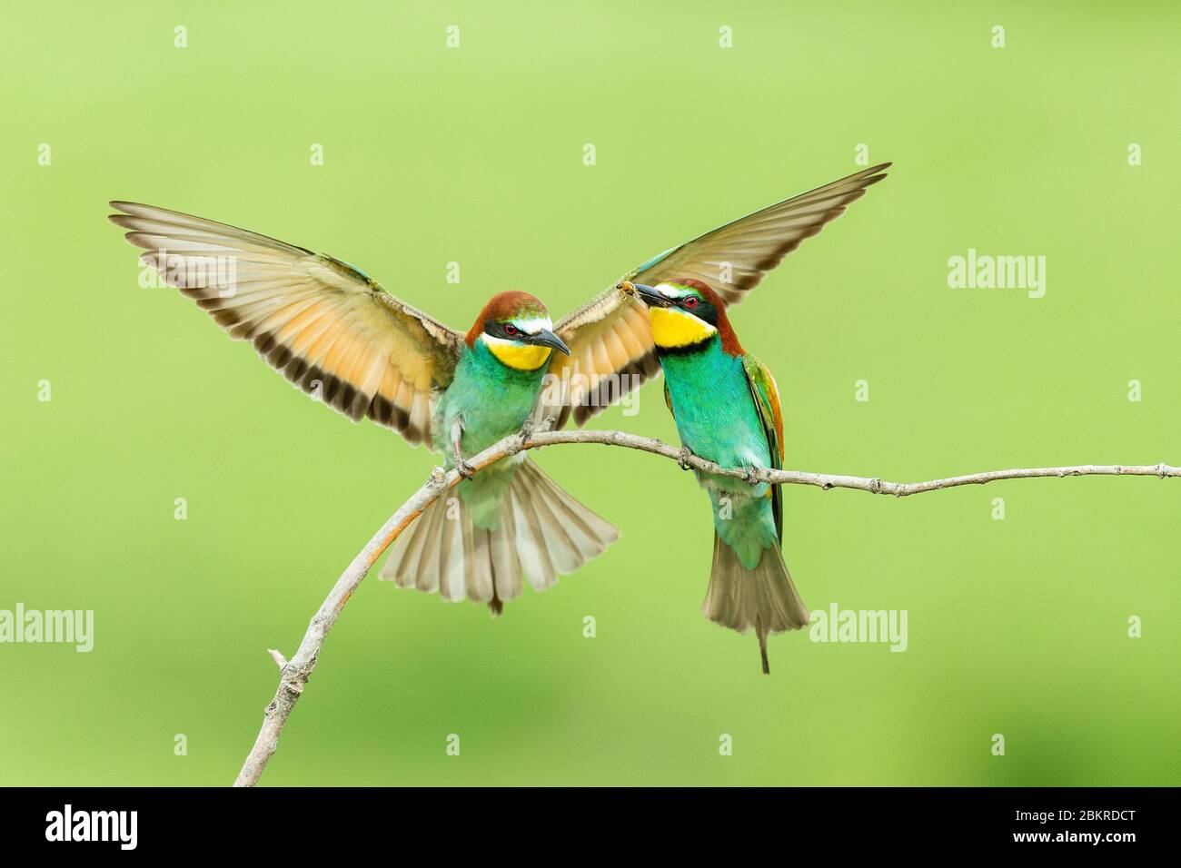 A European bee-eater (Merops apiaster) courting a female by passing her an insect, Bulgaria Stock Photo