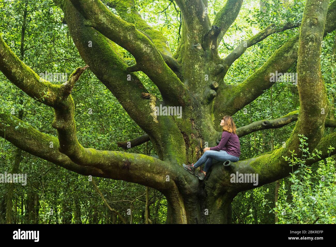 France, Ille-et-Vilaine, Paimpont, young woman in a beech (Fagus sylvatica) in the Broceliande forest Stock Photo