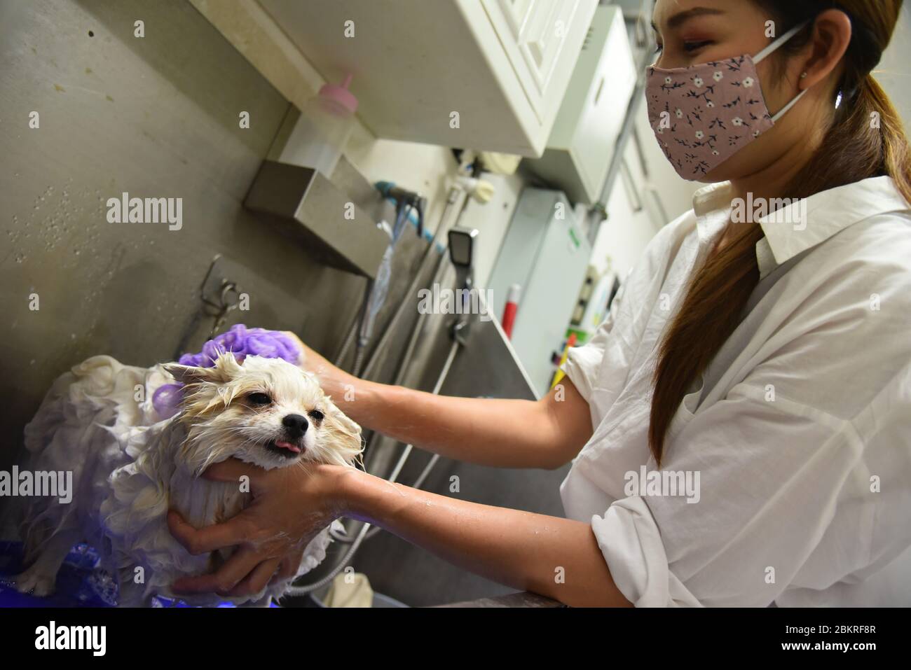 Kaset pet grooming school hires stock photography and images Alamy