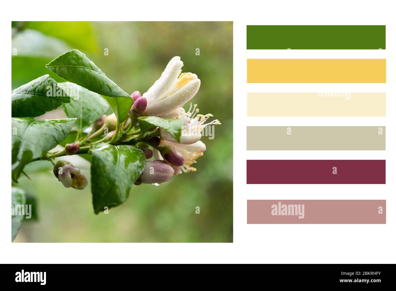 Close up of blossom lemon flowers in a colour palette, with ...