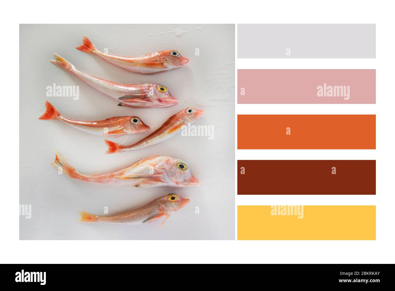 Brightly colored sea fish - Red Gurnard, on white background  in a colour palette, with complimentary colour swatches Stock Photo