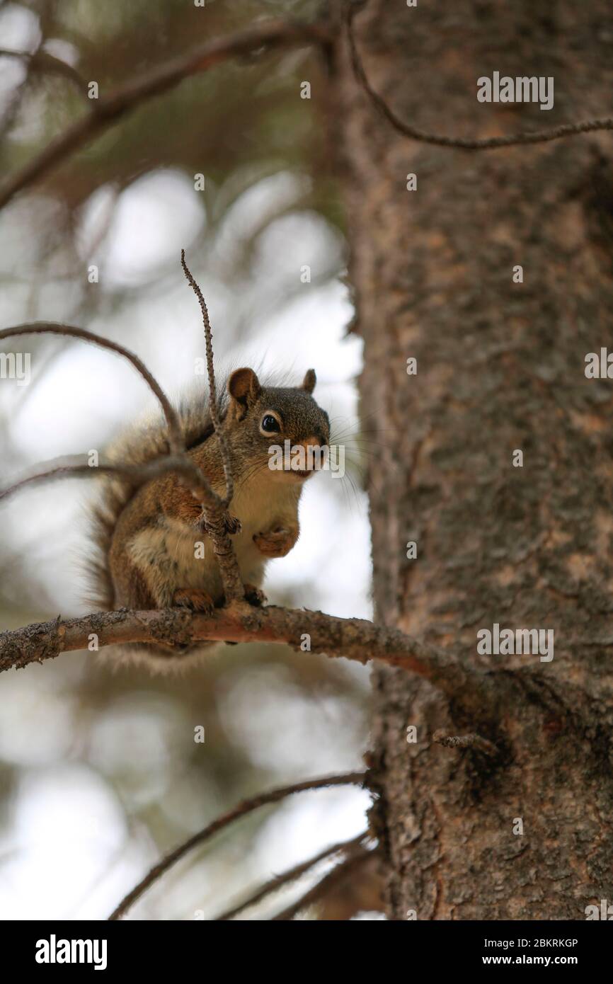 United States, Wyoming, Lander, squirrel perched on a branch Stock Photo