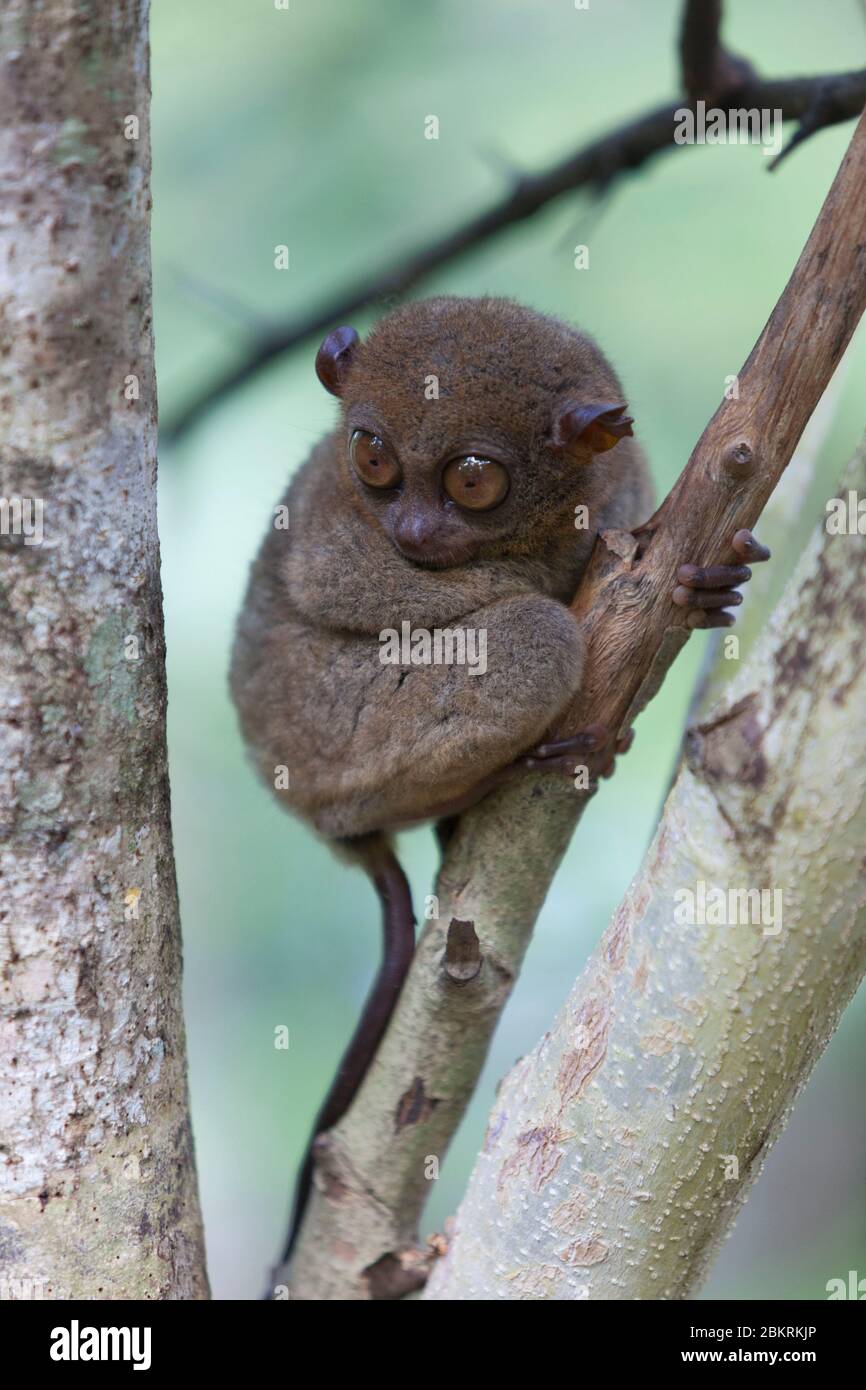 Philippines, Visayas archipelago, Bohol island, Chocolate Hills, little