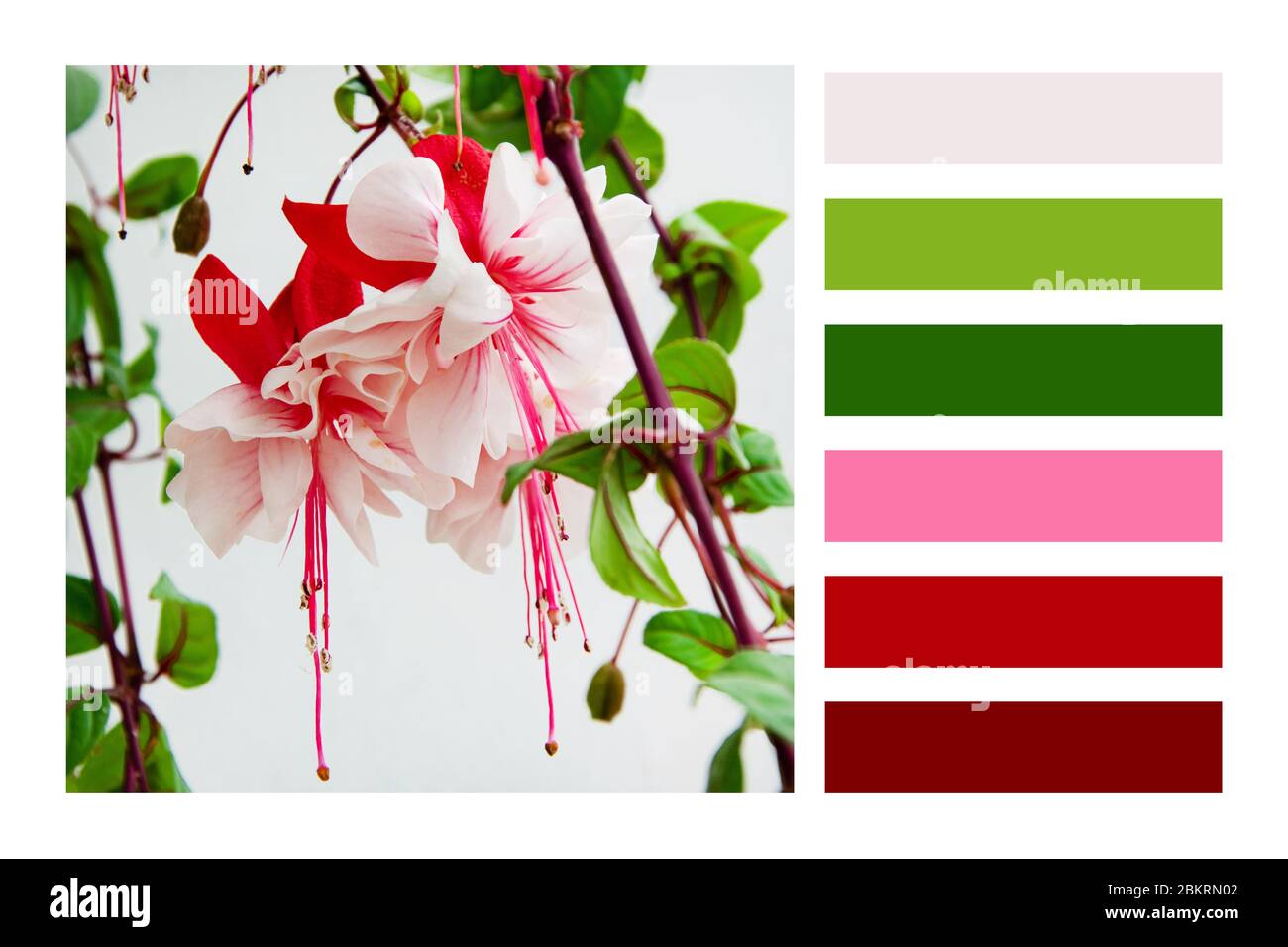 Close up view of beautiful Fuchsia plant in a colour palette, with complimentary colour swatches Stock Photo
