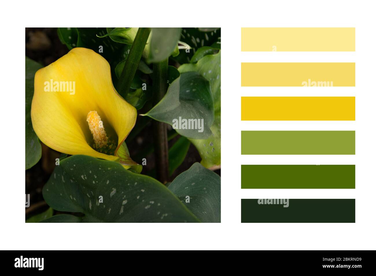 Beautiful Zantedeschia spotted houseplant 'Lemon Drop'  in a colour palette, with complimentary colour swatches Stock Photo