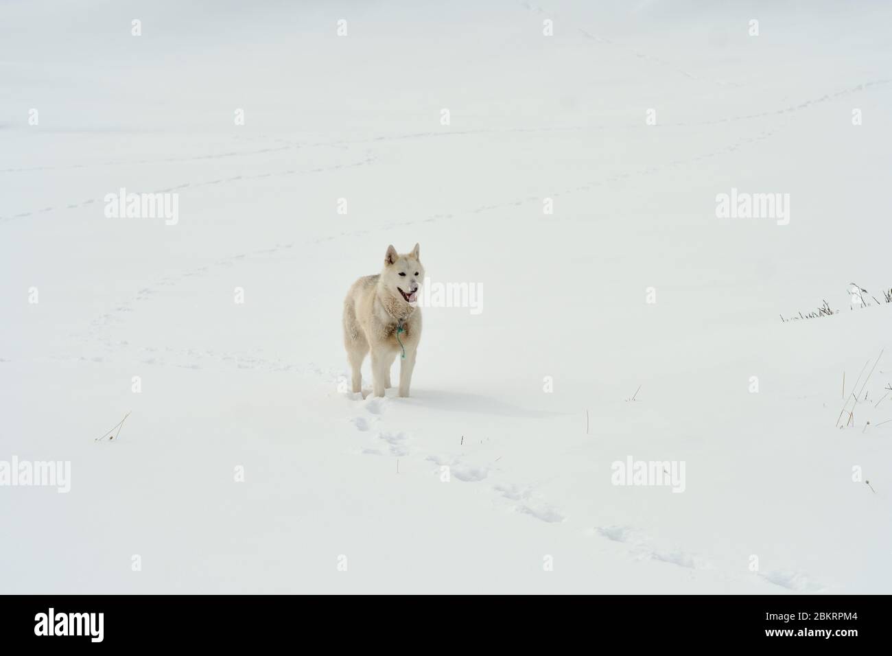 Lone sled dog husky walking around in the snow Stock Photo