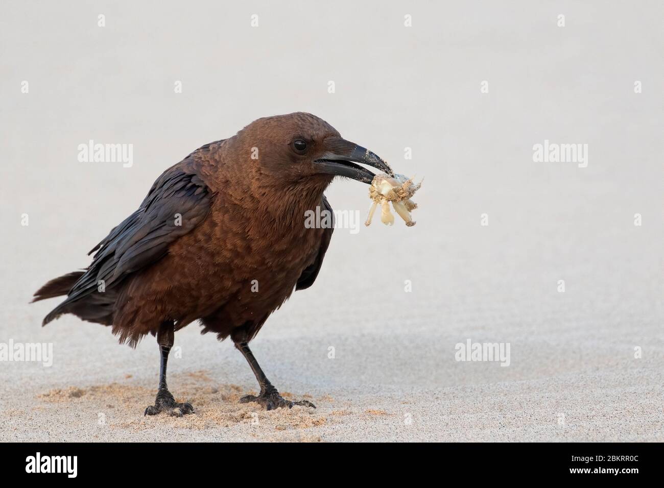 Brown-necked raven (Corvus ruficollis) with caught crab in beak on sandy beach Stock Photo