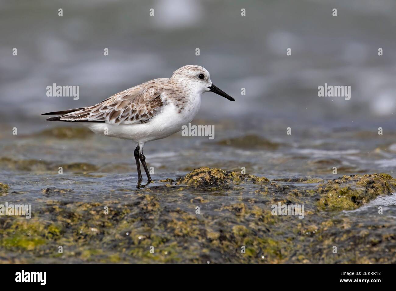 Sanderling (Calidris alba) foraging on rocky beach in spring Stock Photo