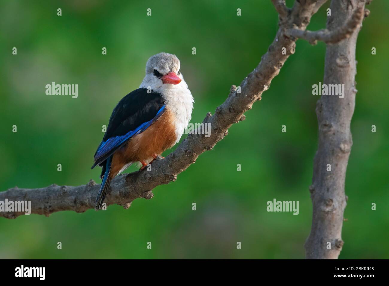 Grey-headed kingfisher (Halcyon leucocephala) perched in tree, native to Africa and Arabia Stock Photo