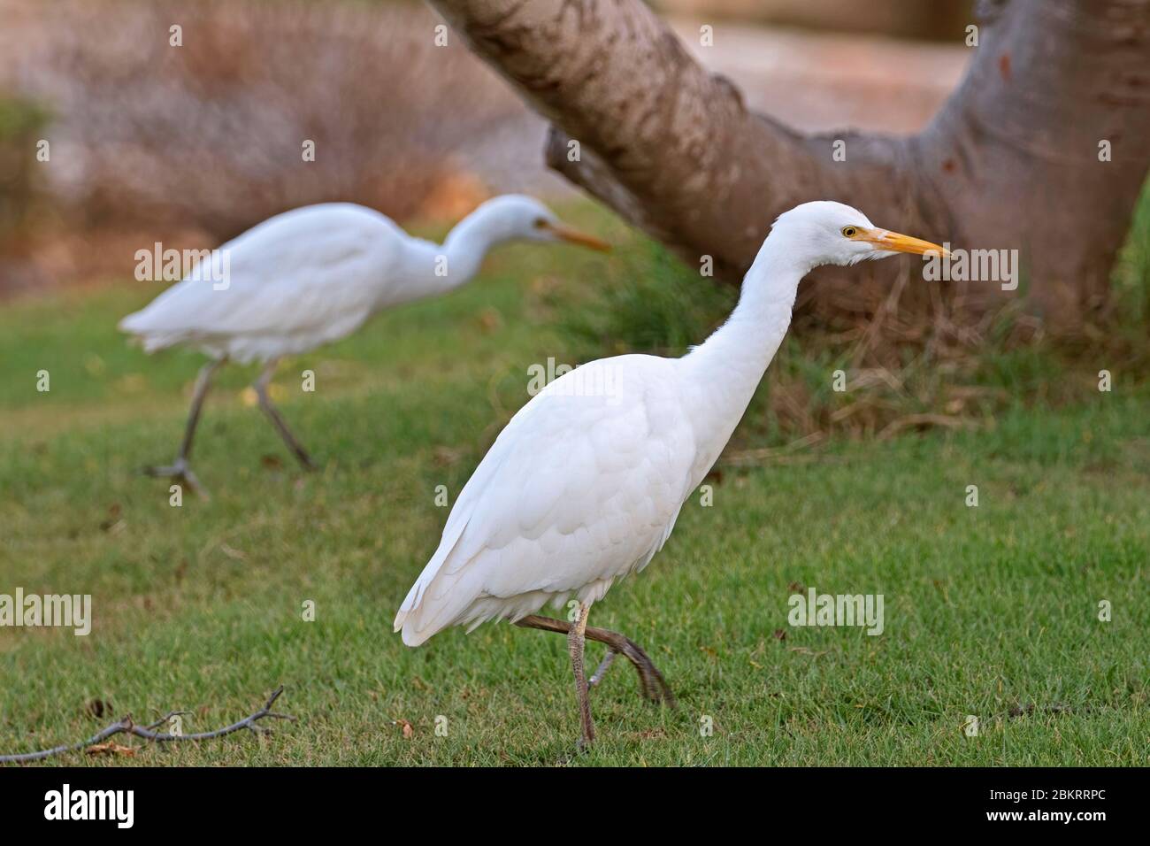 Birds of cape verde islands hi-res stock photography and images - Alamy