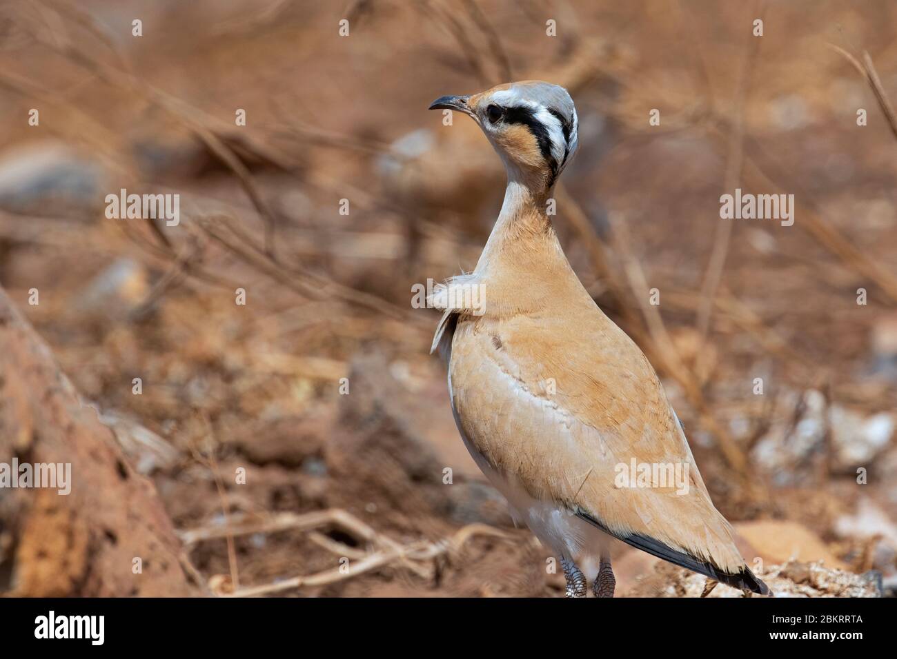 Cream-colored courser / cream coloured courser (Cursorius cursor) foraging in semi-desert at Cape Verde / Cabo Verde archipelago Stock Photo