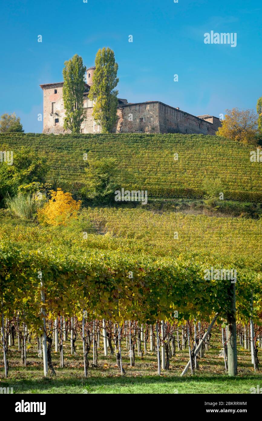 Vineyard on hillside below Castello della Volta near Barolo, Piemonte, Italy Stock Photo