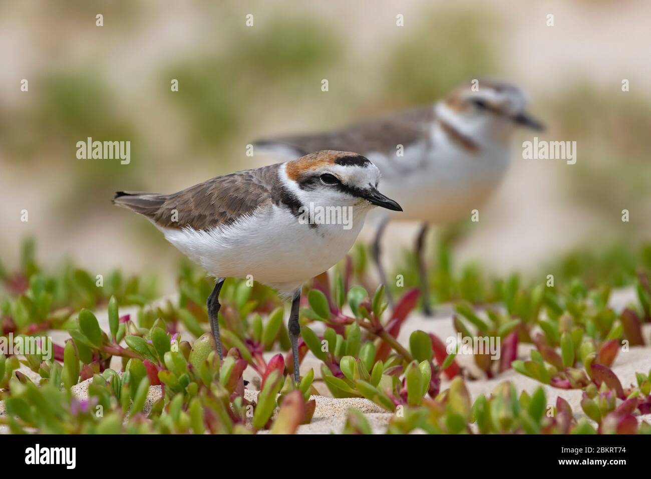 Male and female Kentish plover (Charadrius alexandrinus) in breeding plumage in spring Stock Photo