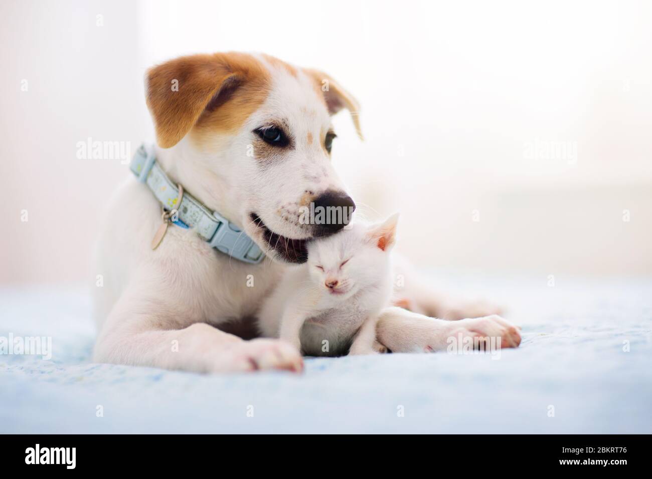 Cute baby dogs and cats hires stock photography and images Alamy