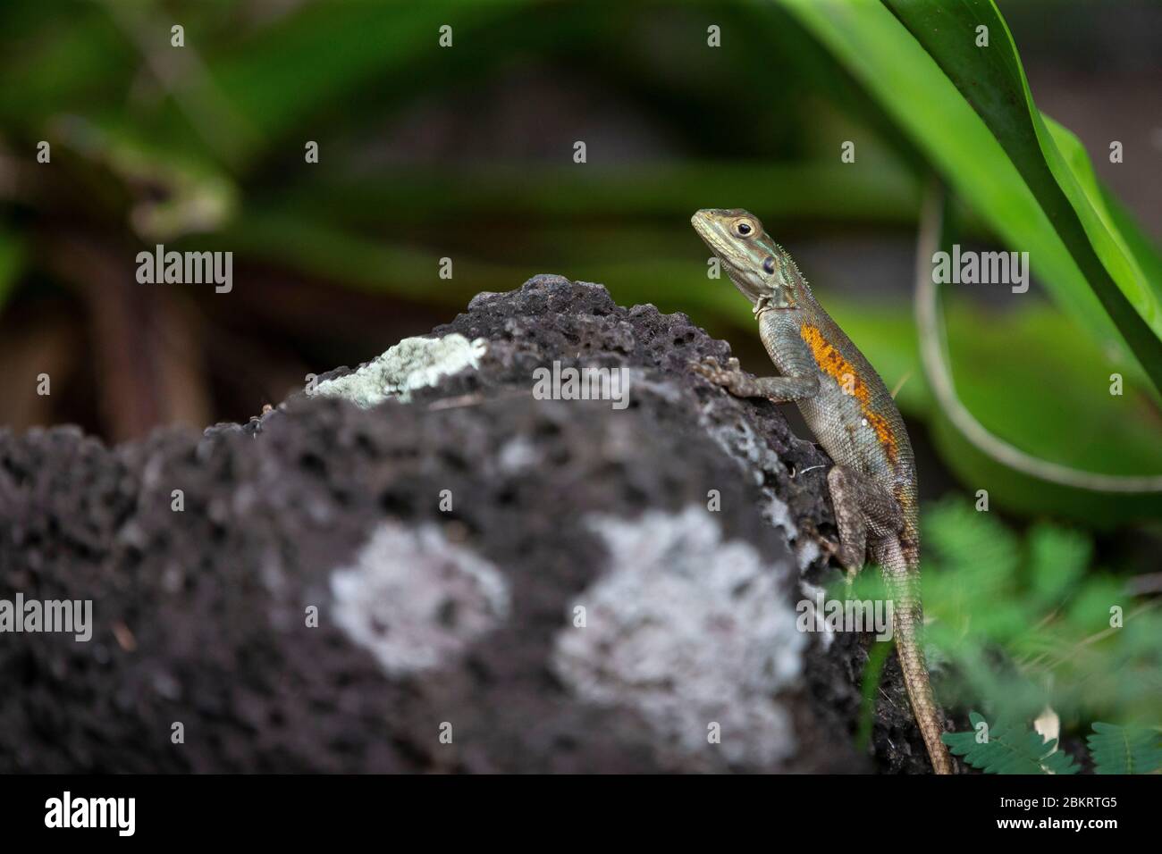 France, Reunion Island, Reunion National Park, listed as World Heritage by UNESCO, Agame des Colons (Agama agama), it is named margouillat, introduced species Stock Photo