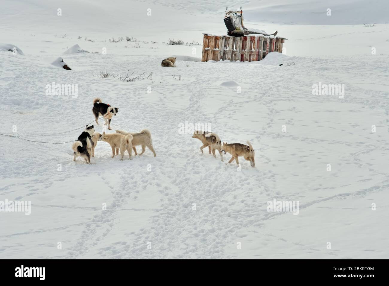 Pack of sled dogs playing in Ilulissat Greenland Stock Photo