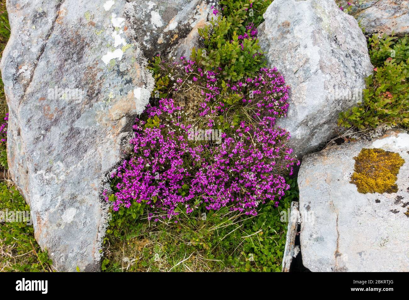 Mountain heather, erica cinerea, on the slopes of Meol Odhar above Loch Linnhe in NW Scotland Stock Photo