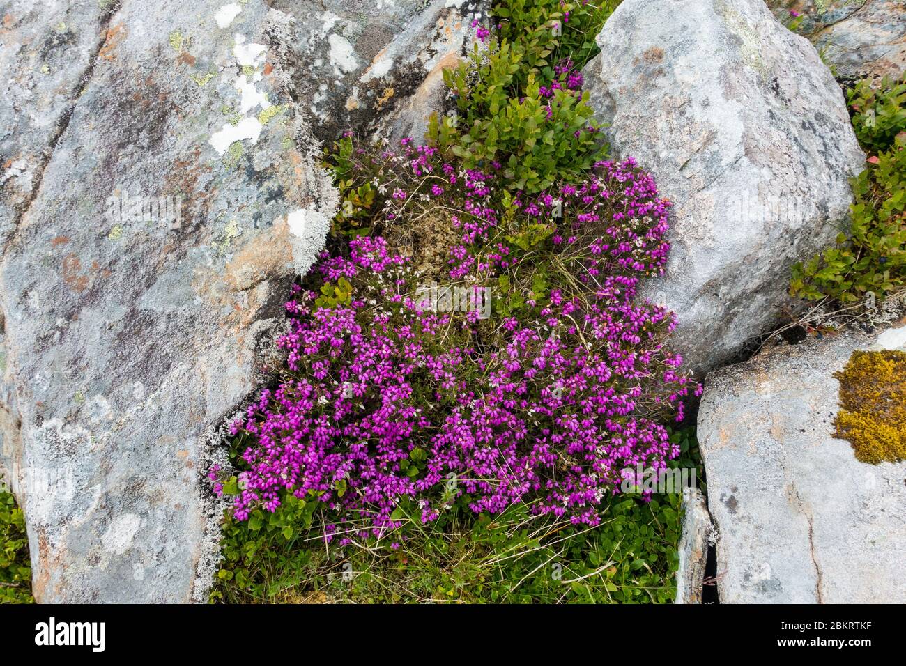 Mountain heather, erica cinerea, on the slopes of Meol Odhar above Loch Linnhe in NW Scotland Stock Photo