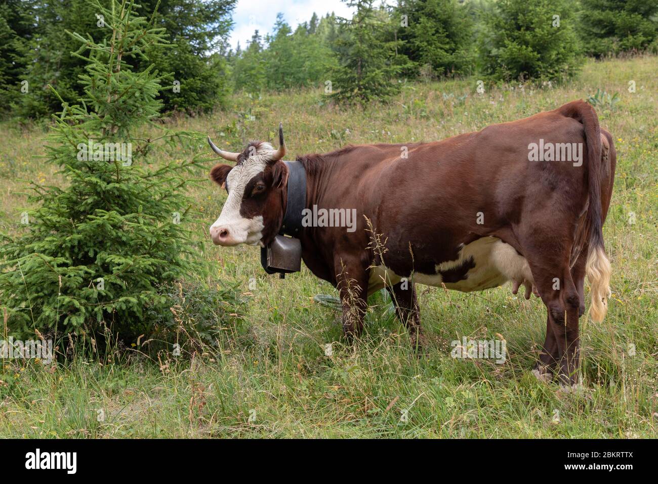 France, Haute Savoie, massif du Chablais, val d'Abondance, Abondance, le Sauvage, cow of the Abondance breed Stock Photo