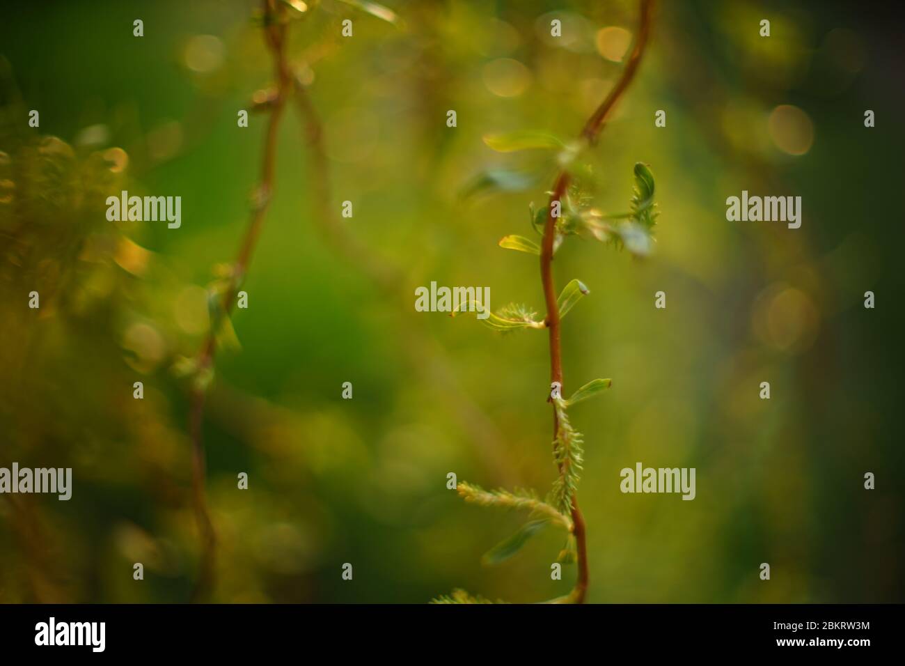 weeping willow tree branches with young green leaves in the spring garden Stock Photo