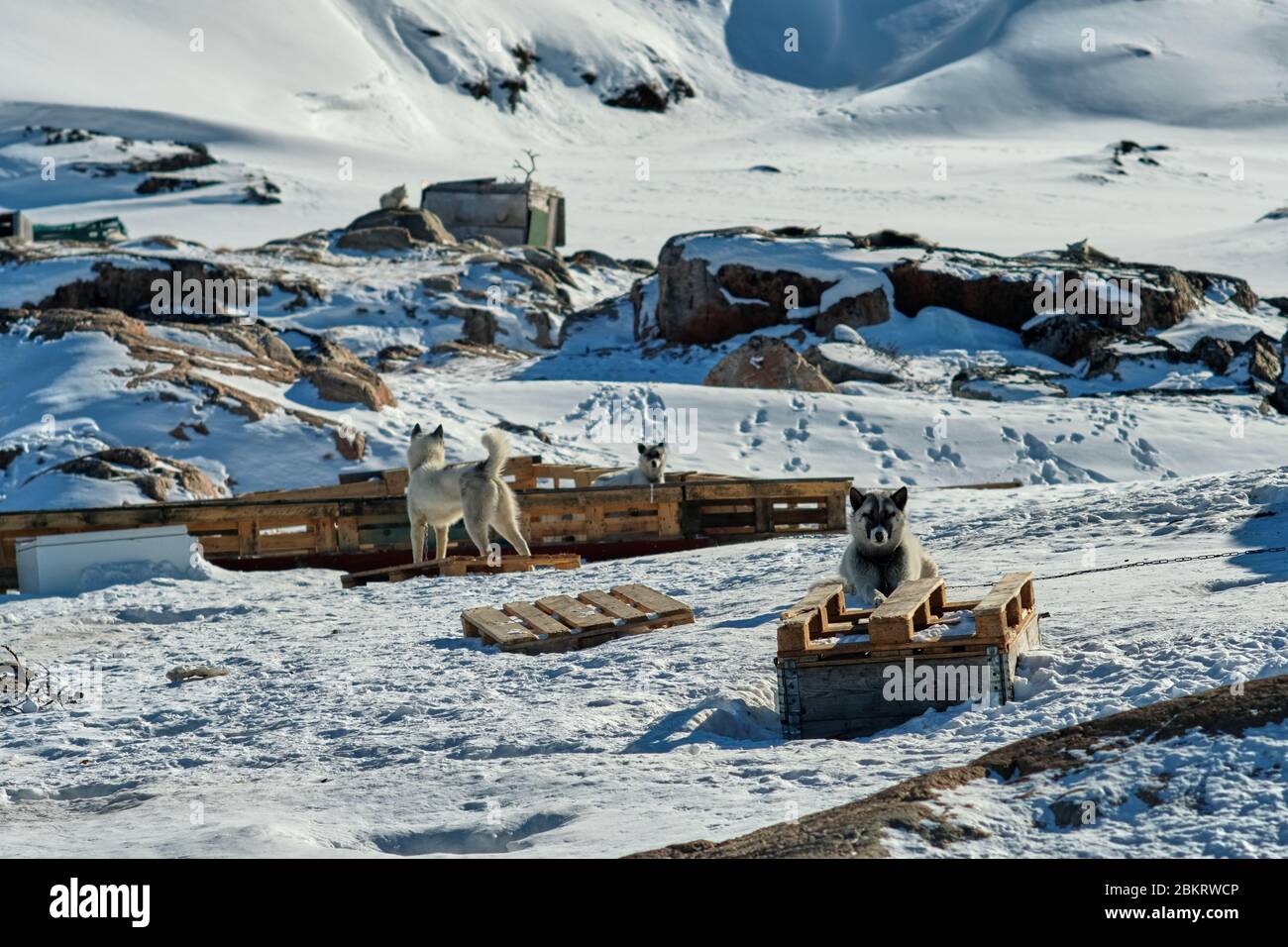 Pack of sled dogs laying on sleds in Ilulissat Greenland Stock Photo