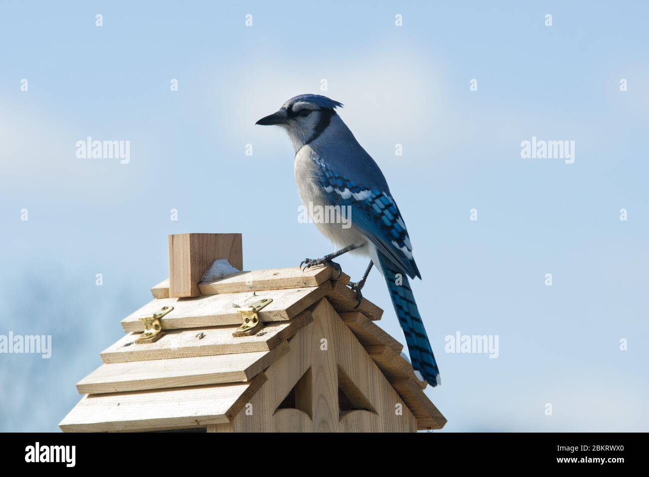 Beautiful Blue Jay, Cyanocitta cristata, sitting on top of a bird feeder on a cold winter day Stock Photo