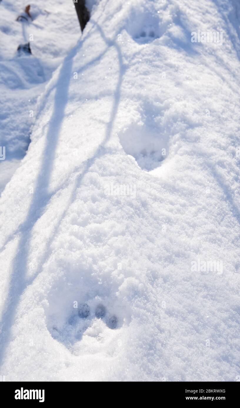 Bobcat prints in deep snow on top of a large fallen tree trunk Stock Photo