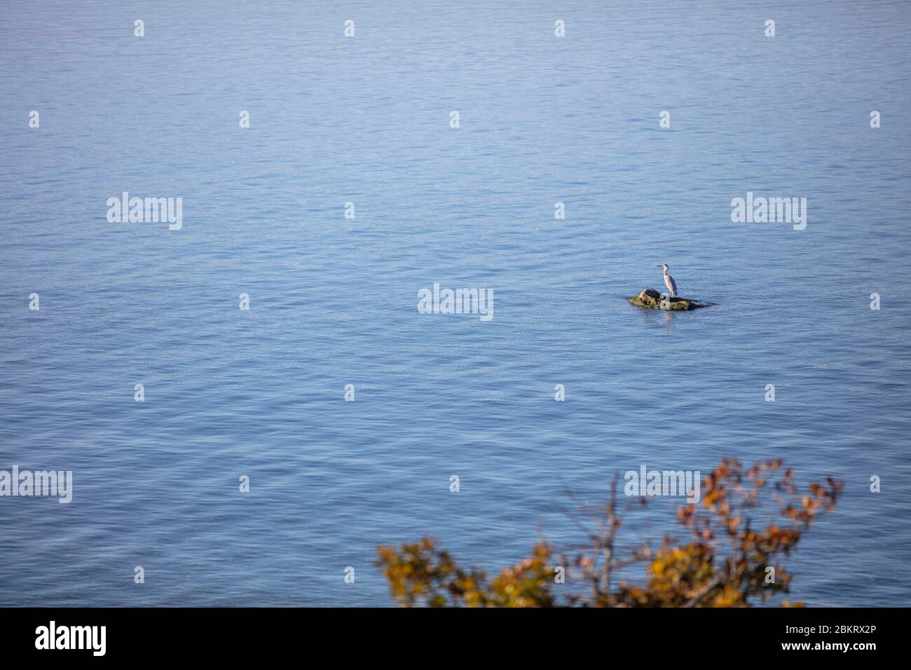 France, Haute-Savoie, towards Yvoire, Pr? Curieux, a Heron posed on a rock on Lake Geneva Stock Photo