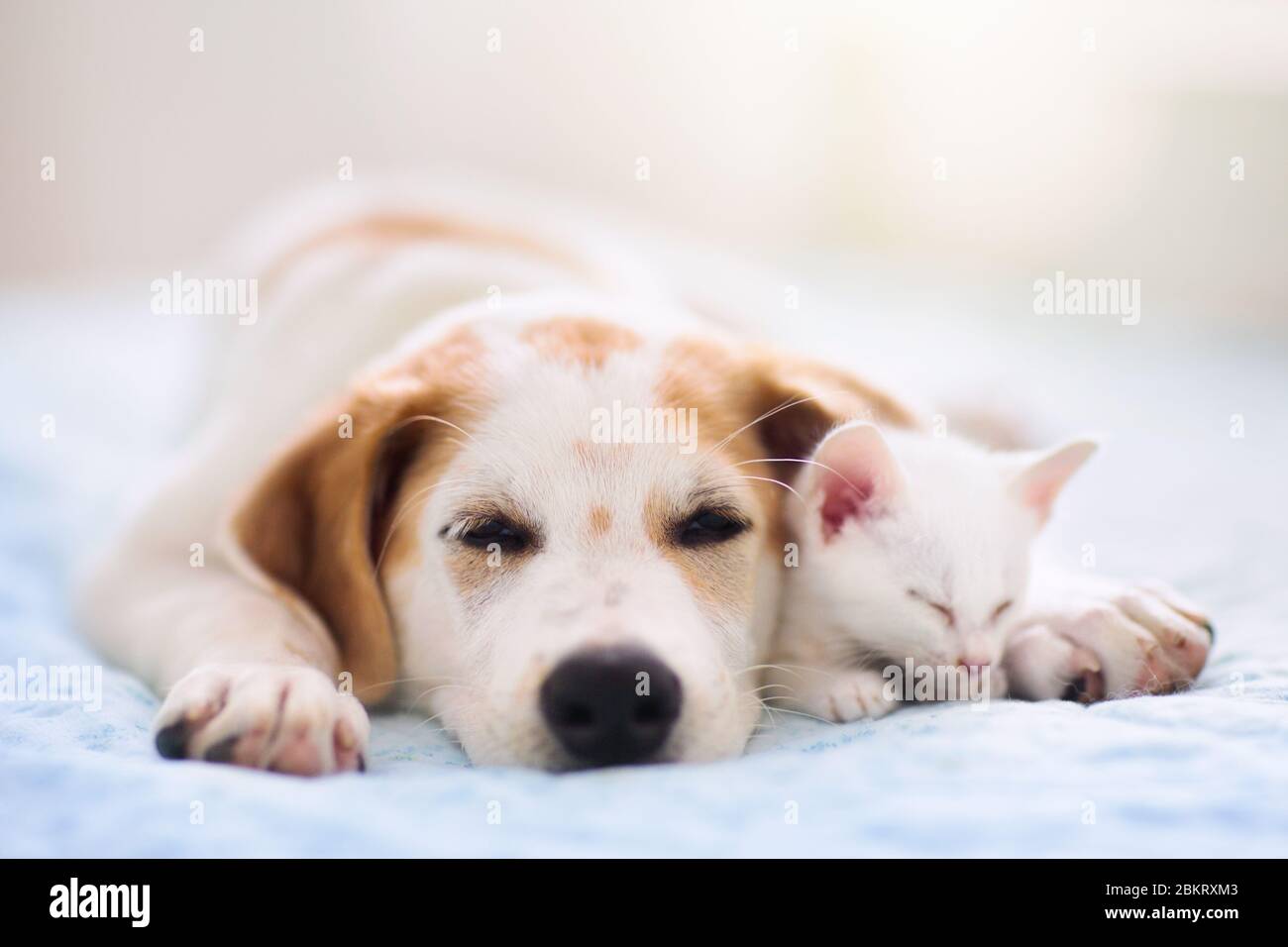 Cat and dog sleeping together. Kitten and puppy taking nap. Home pets