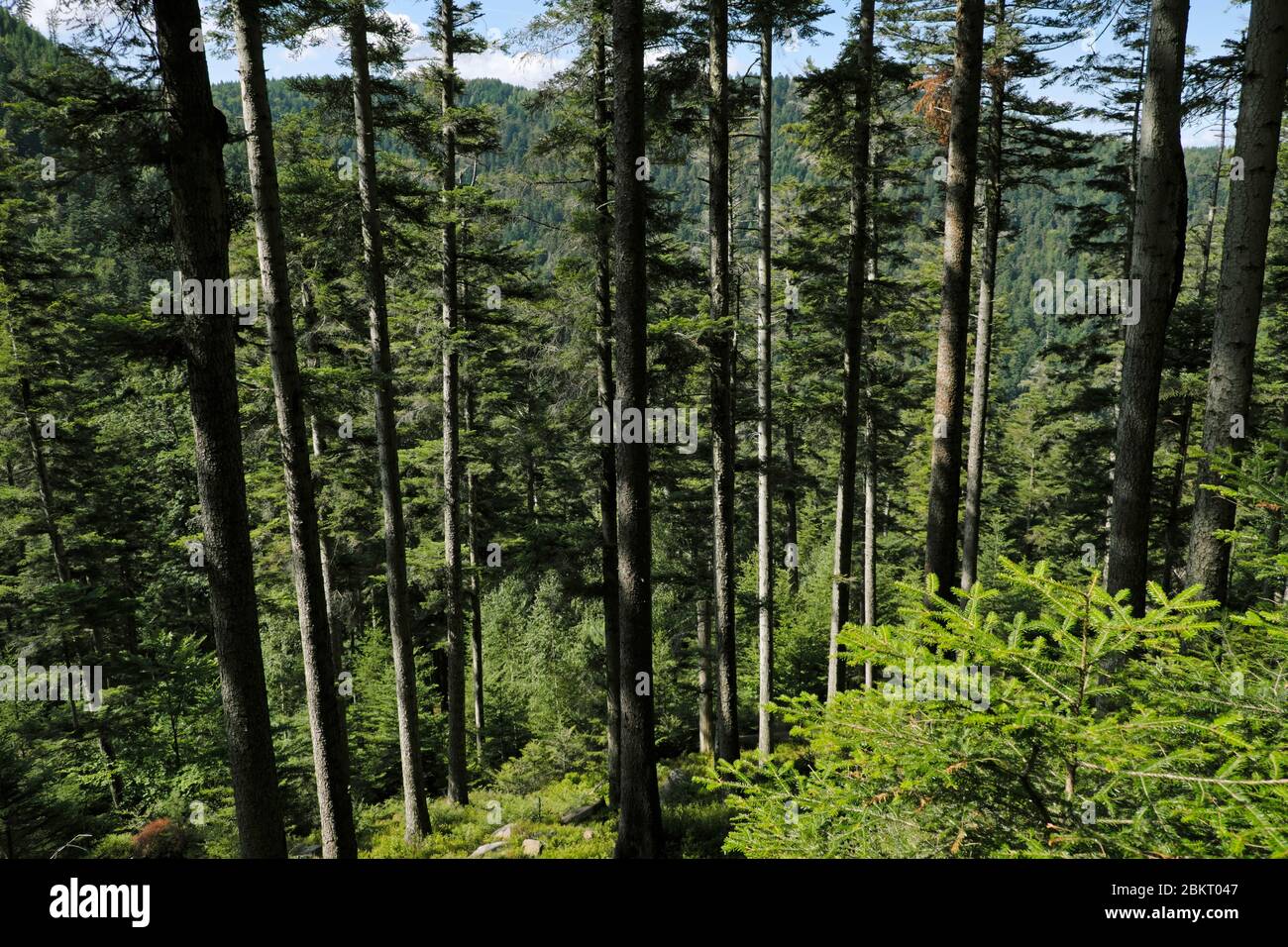 France, Vosges, Donon mountains, Vexaincourt, Maix lake, forest, pectinate fir (Abies pectinata) Stock Photo
