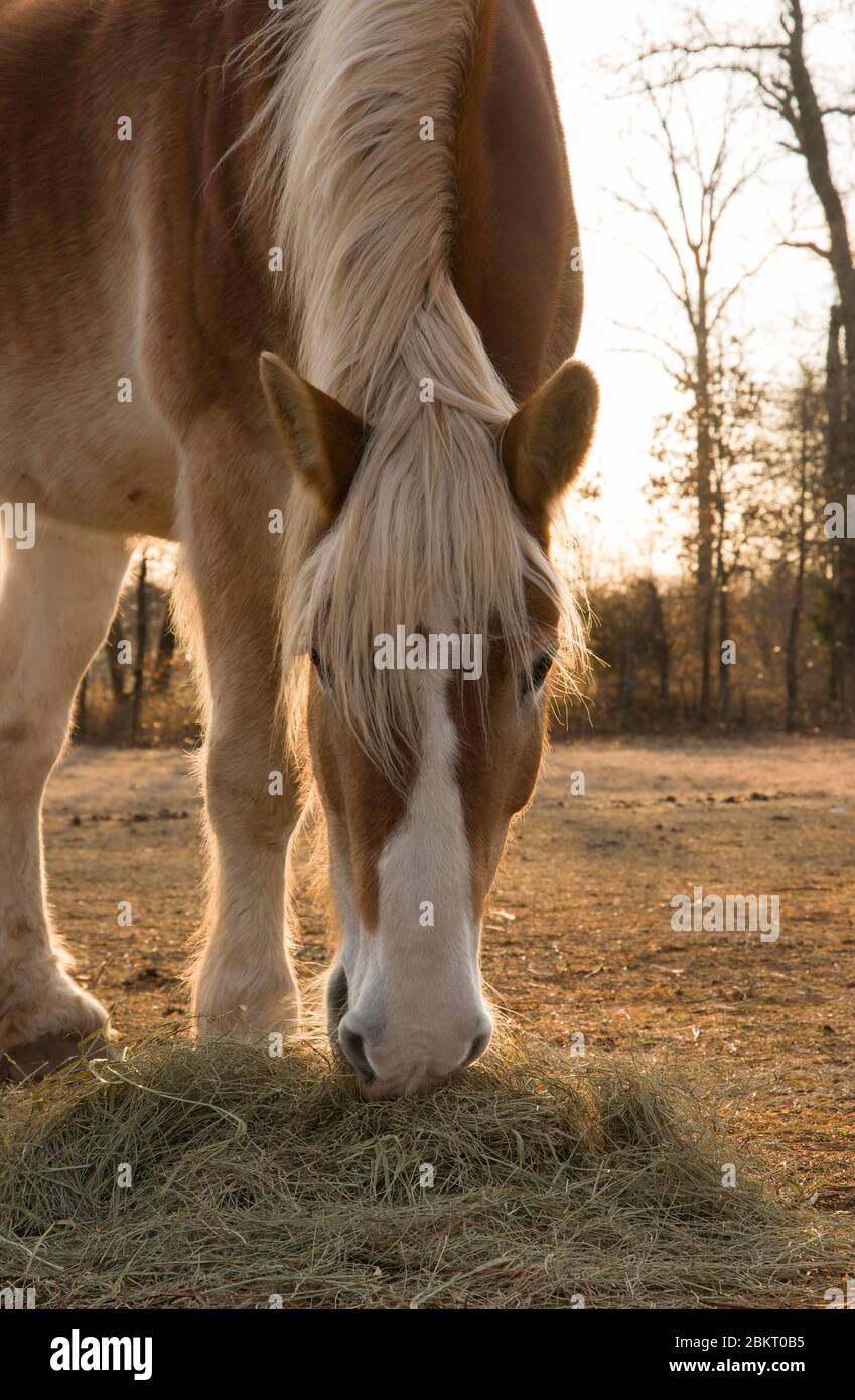 Belgian draft horse eating hay with rising sun behind him in early morning Stock Photo