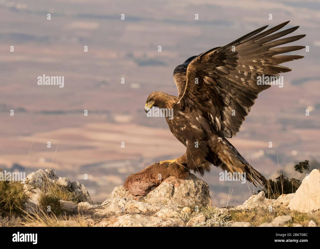 Golden Eagle with Prey Stock Photo