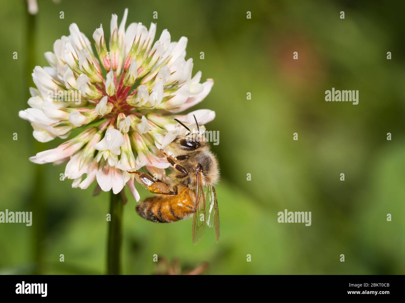 Honey bee on white clover flower, collecting nectar; with copy space