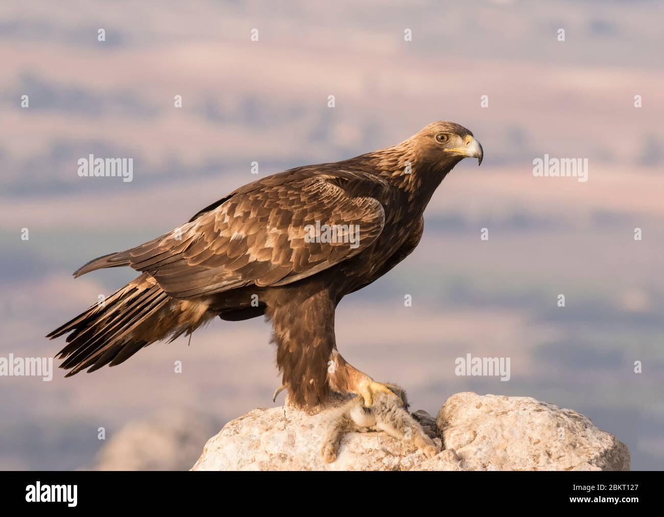 Golden Eagle with Prey Stock Photo