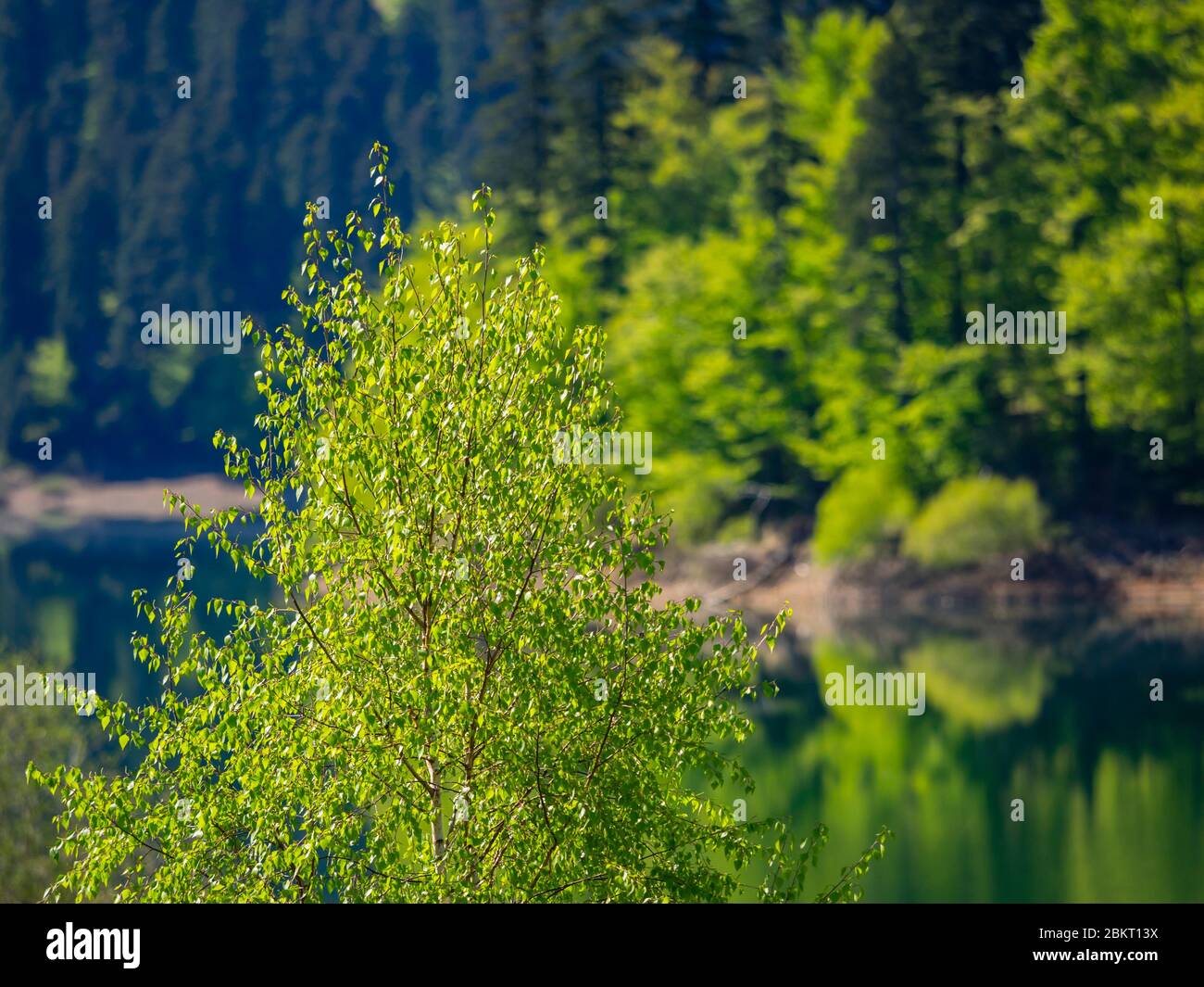 Spring season in Green forest Lokve lake Croatia Europe Stock Photo