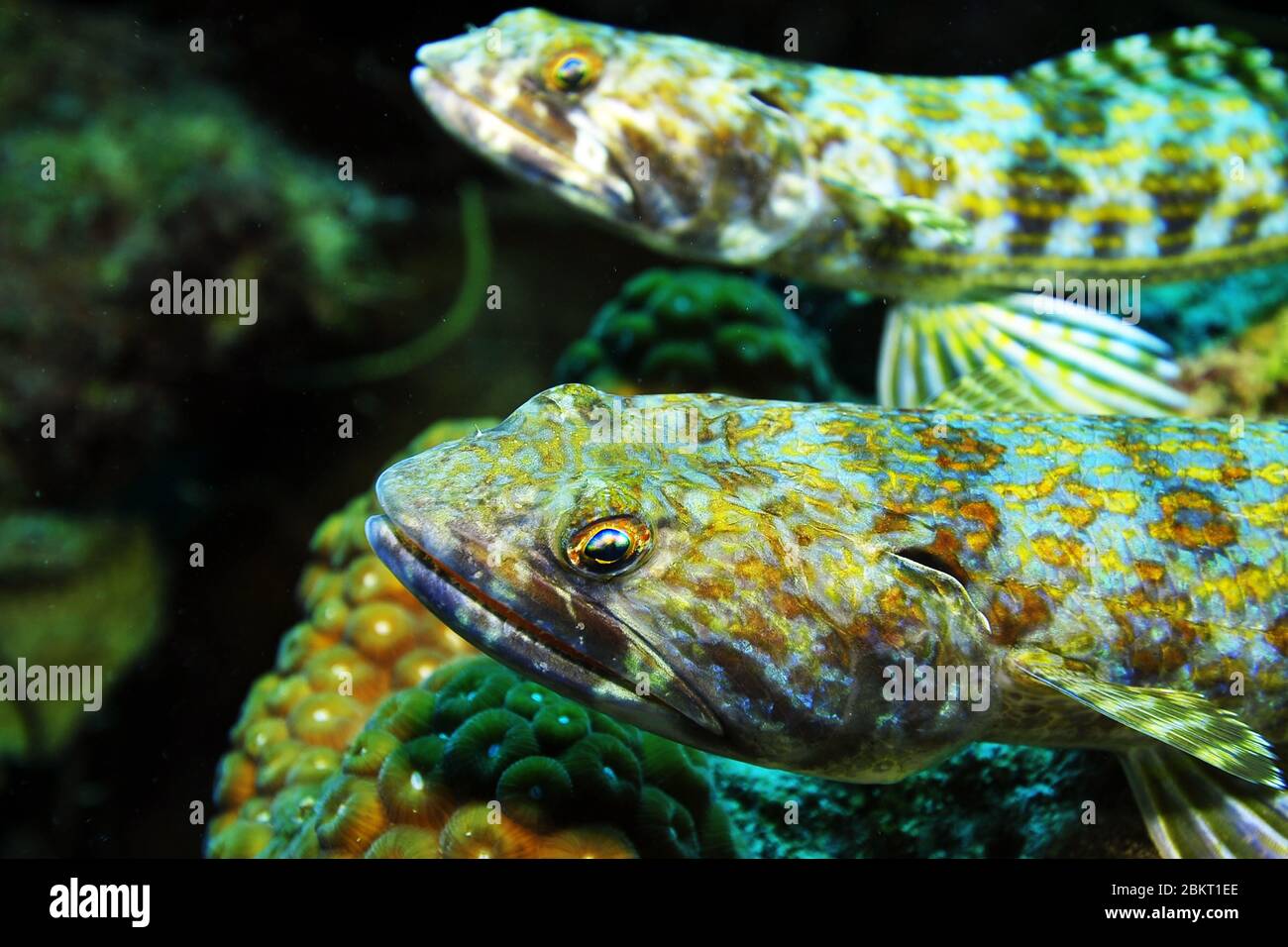 Portrait of two lizzard fish synodus intermedius laying on the lurk on corals in the caribbean sea, Bonaire, island, Caribbean Stock Photo