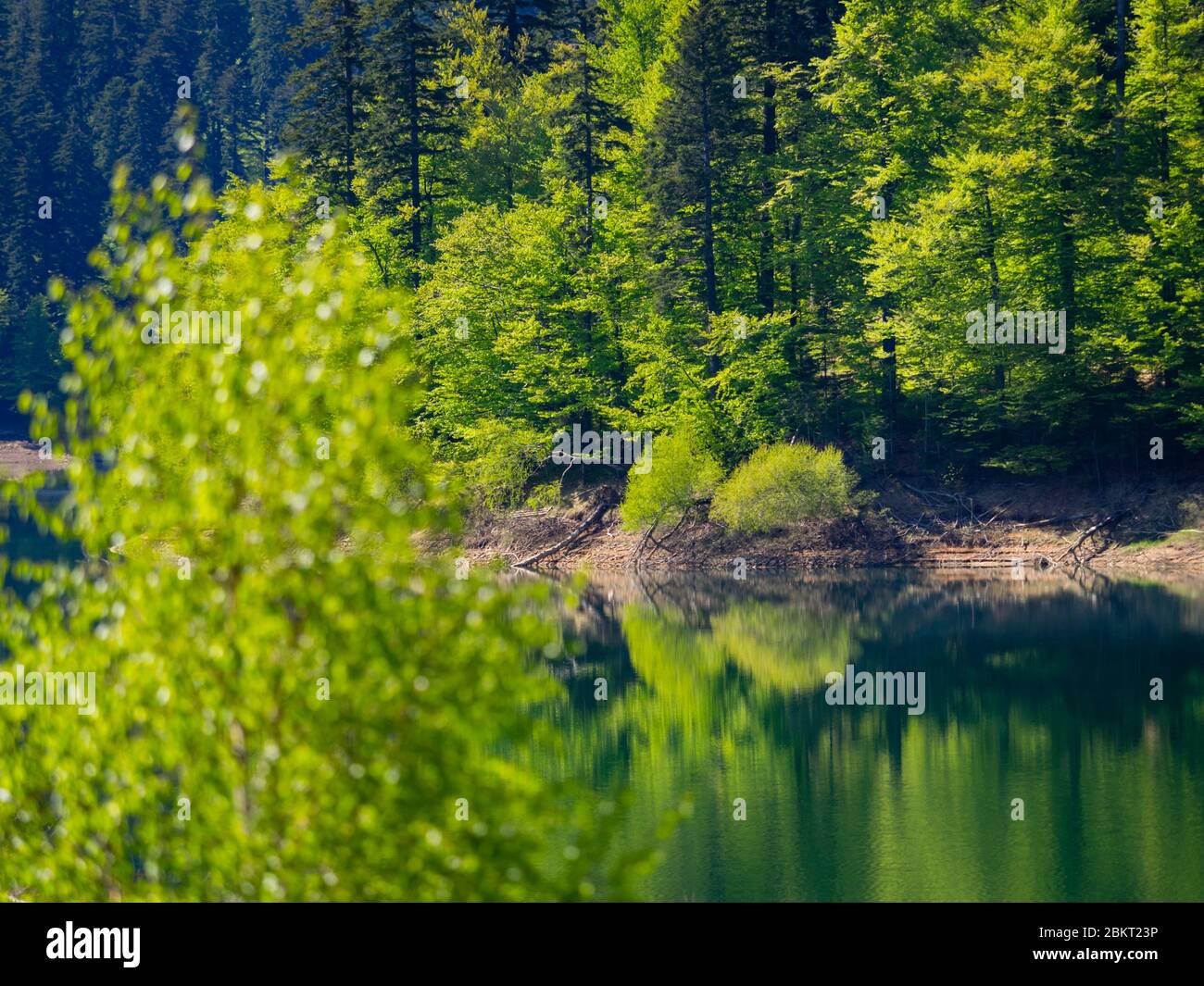 Spring season in Green forest Lokve lake Croatia Europe Stock Photo