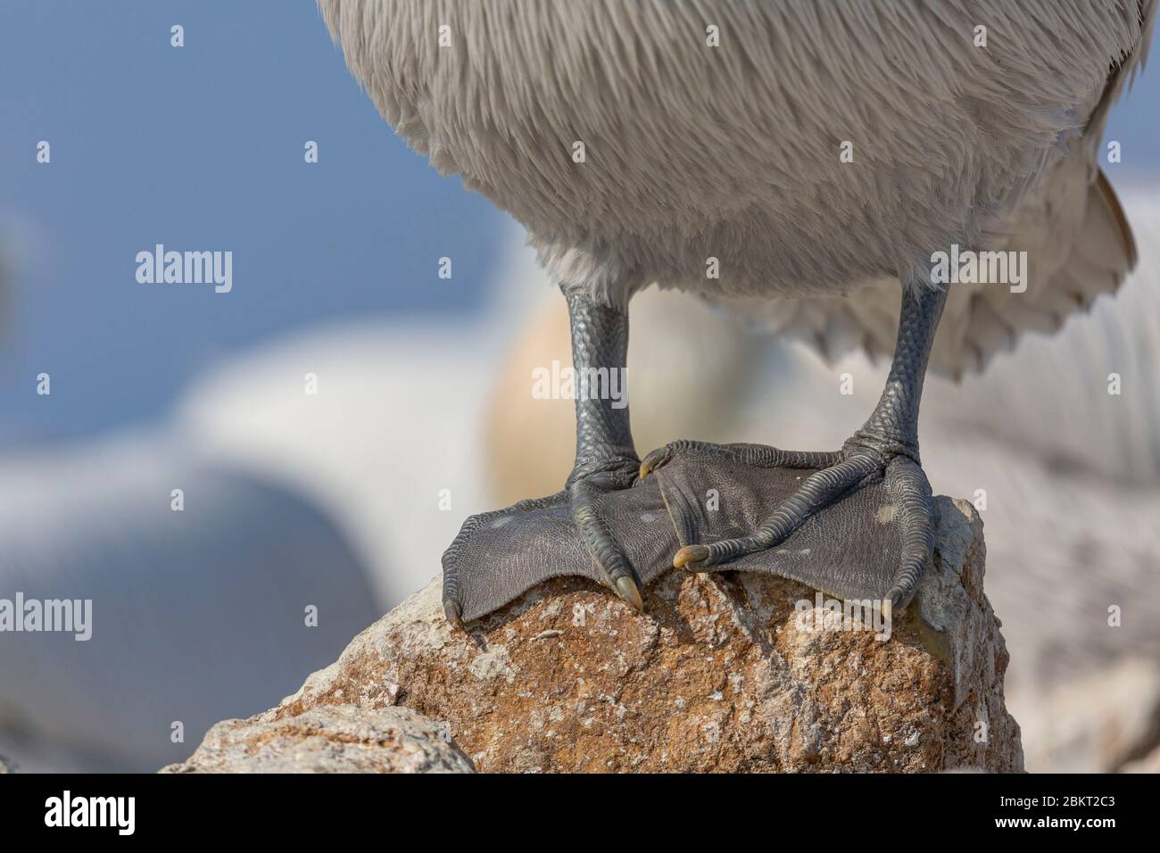 Greece, Macedonia, Kerkini lake, Dalmatian pelican (Pelecanus crispus) Stock Photo