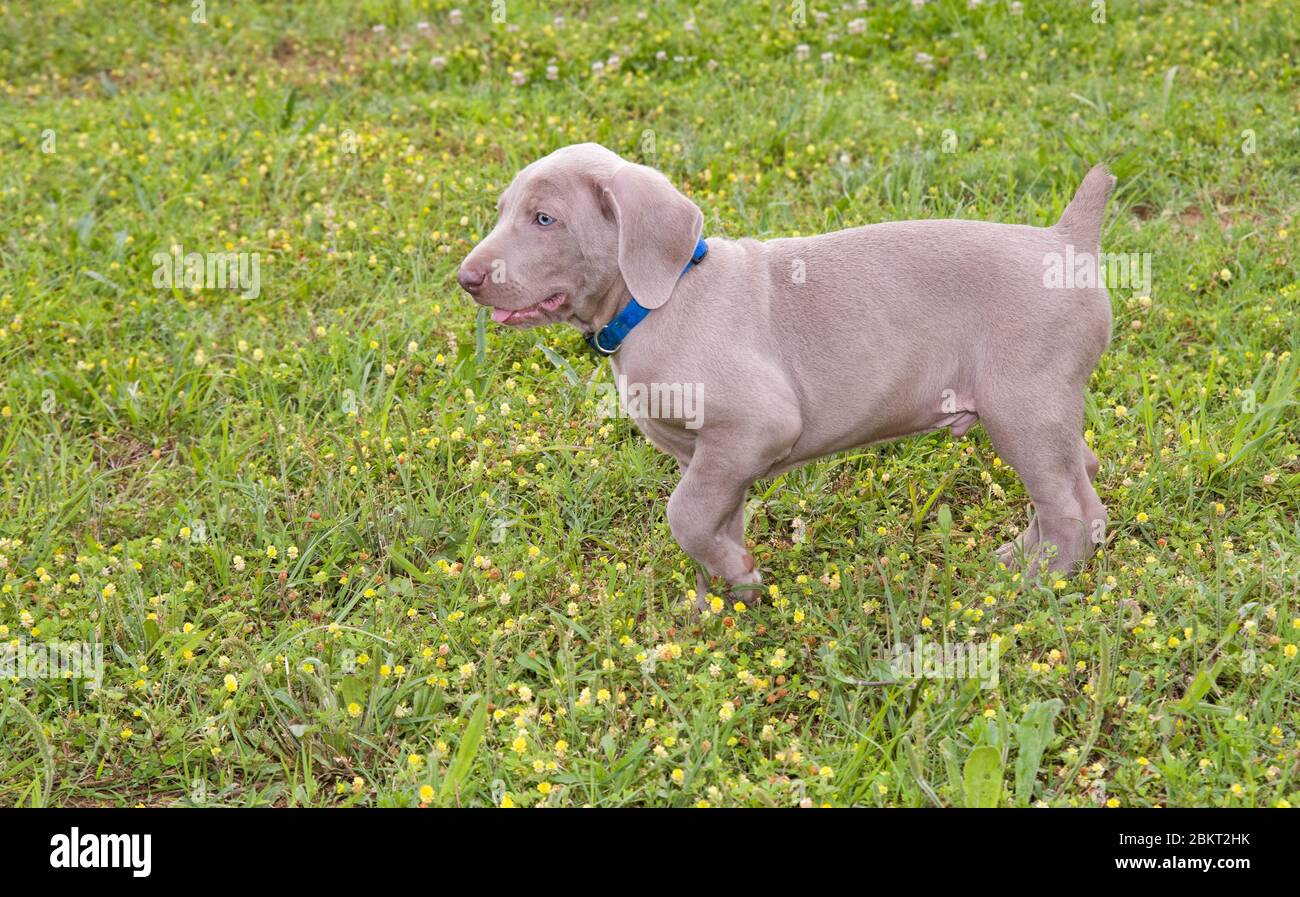Young Weimaraner puppy walking in grass Stock Photo