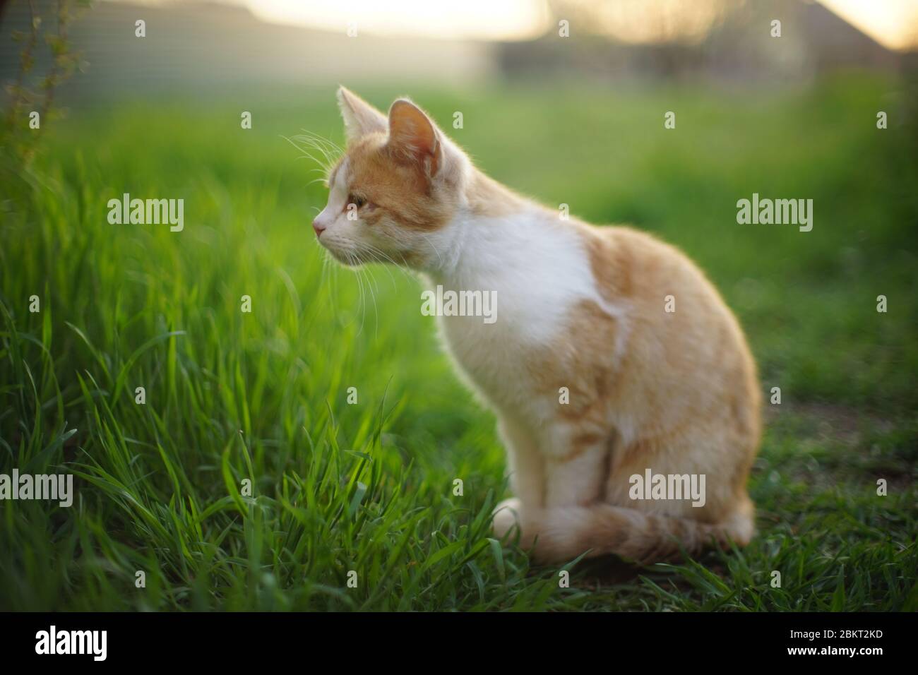 Cute ginger cat sniffs sitting in a spring garden Stock Photo