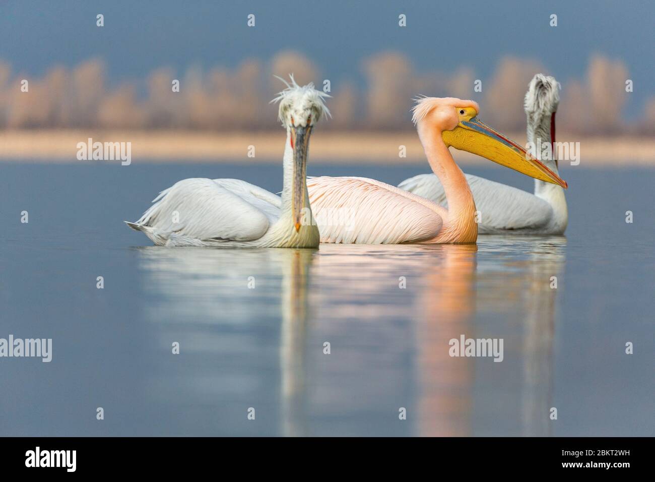 Greece, Macedonia, Kerkini lake, Dalmatian pelican (Pelecanus crispus) and white pelican (Pelecanus onocrotalus) Stock Photo