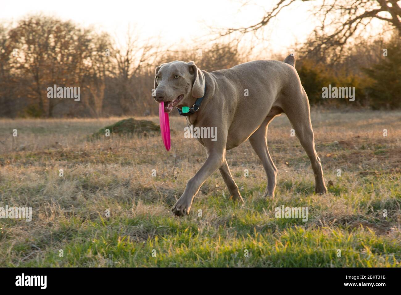 Weimaraner dog carrying a pink frisbee on a winter evening at sunset Stock Photo