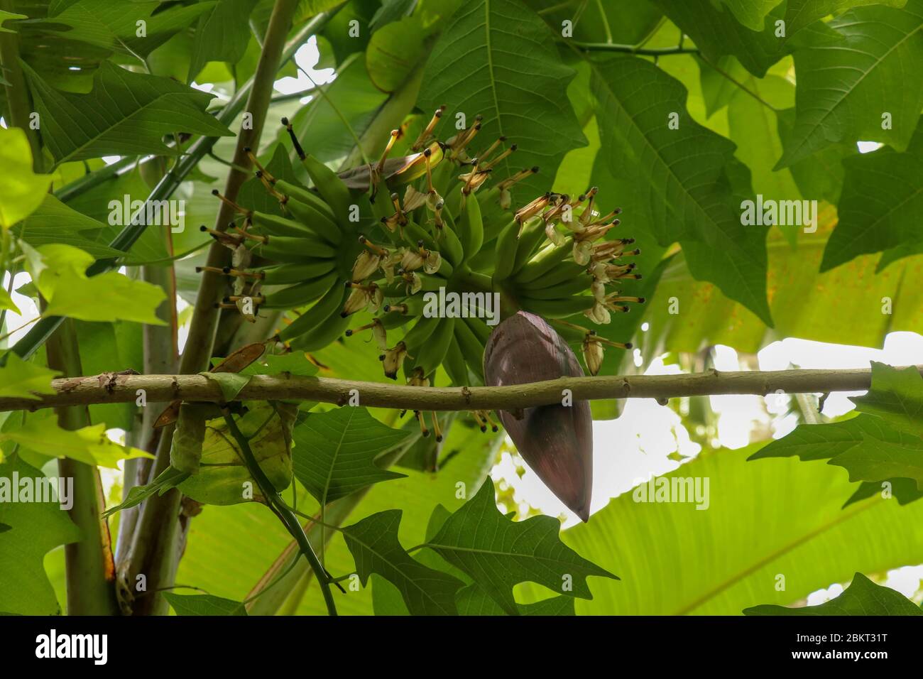 Flower of banana tree with bunch of young bananas. Ornata Musa Roxb. Banana palm with fruits. Focus and banana bud on tree. Tropical fruits. Image for Stock Photo