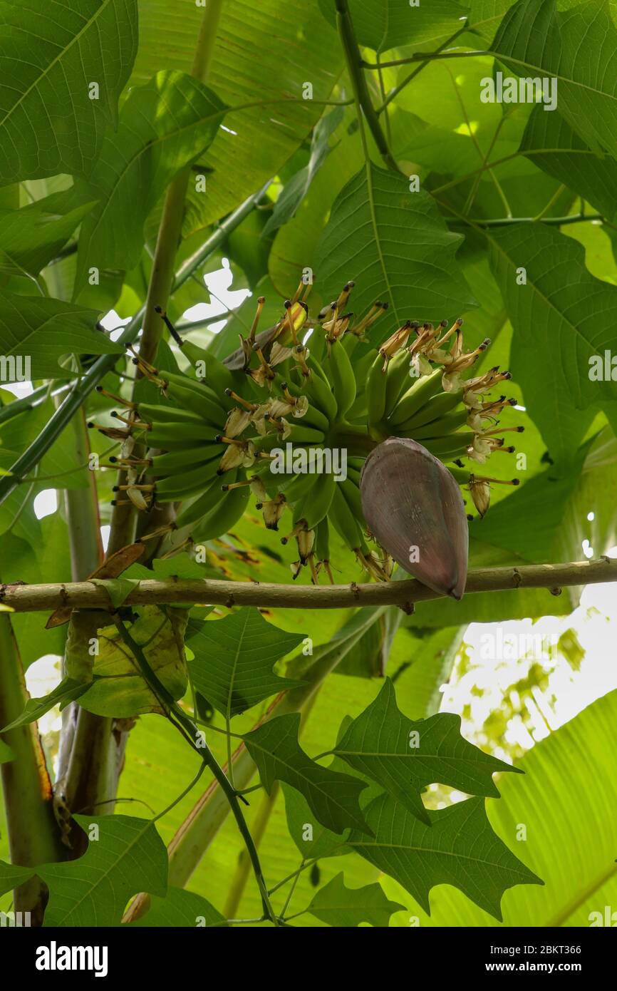 Flower of banana tree with bunch of young bananas. Ornata Musa Roxb. Banana palm with fruits. Focus and banana bud on tree. Tropical fruits. Image for Stock Photo