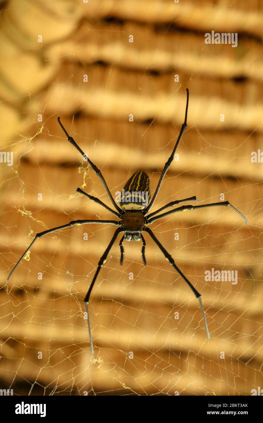 Front view of Nephila pilipes or golden orbweb spider. Giant Banana